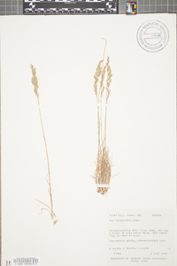 Poa secunda var. nevadensis image