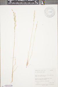 Poa secunda var. nevadensis image