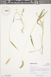 Setaria faberi image