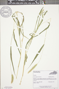 Setaria faberi image