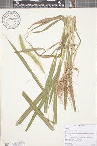 Setaria faberi image