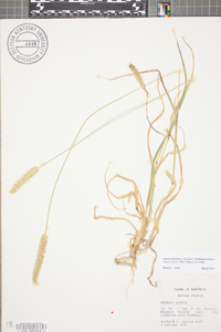 Setaria pumila image