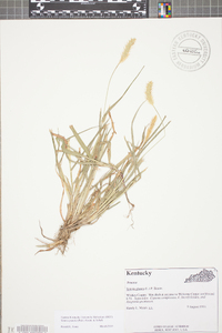 Setaria pumila image