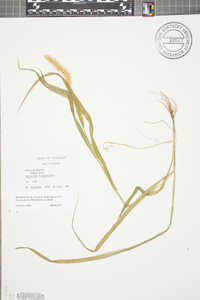 Setaria pumila image