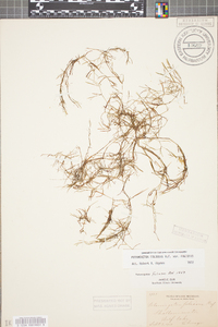 Potamogeton foliosus subsp. foliosus image