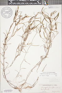 Potamogeton foliosus subsp. foliosus image