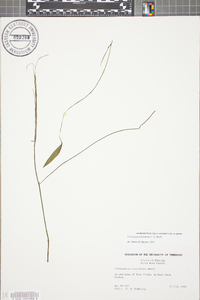 Potamogeton floridanus image