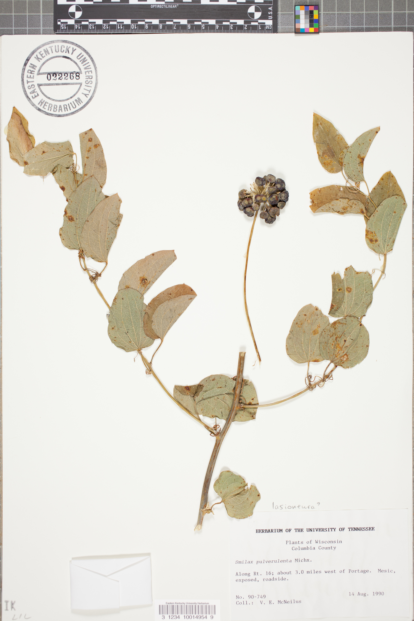 Smilax pulverulenta image