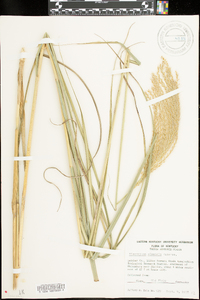 Miscanthus sinensis image