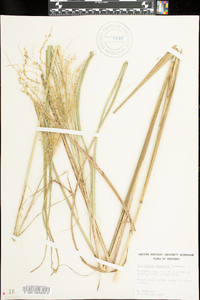 Miscanthus sinensis image