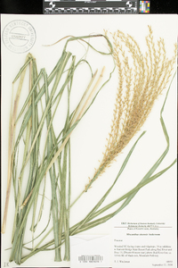 Miscanthus sinensis image