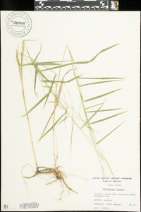 Muhlenbergia frondosa image