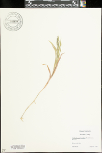 Muhlenbergia frondosa image