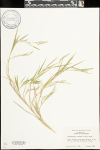 Muhlenbergia frondosa image