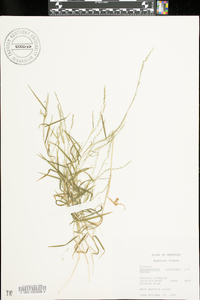 Muhlenbergia schreberi image