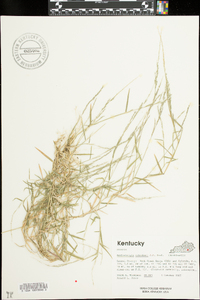 Muhlenbergia schreberi image