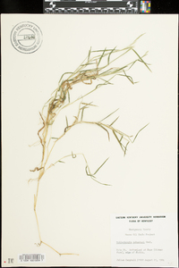 Muhlenbergia schreberi image