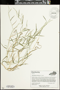 Muhlenbergia schreberi image