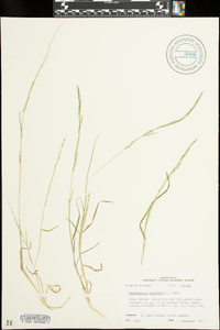 Muhlenbergia schreberi image