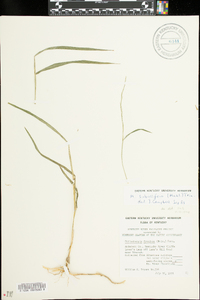 Muhlenbergia sobolifera image