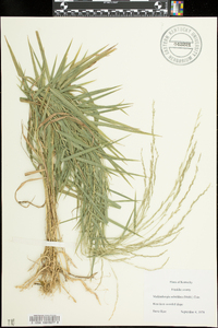 Muhlenbergia sobolifera image