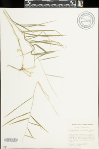 Muhlenbergia sobolifera image