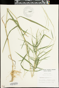 Muhlenbergia sylvatica image