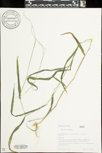 Muhlenbergia tenuiflora image