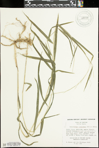 Muhlenbergia tenuiflora image