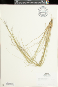 Muhlenbergia capillaris image