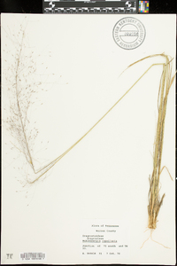 Muhlenbergia capillaris image