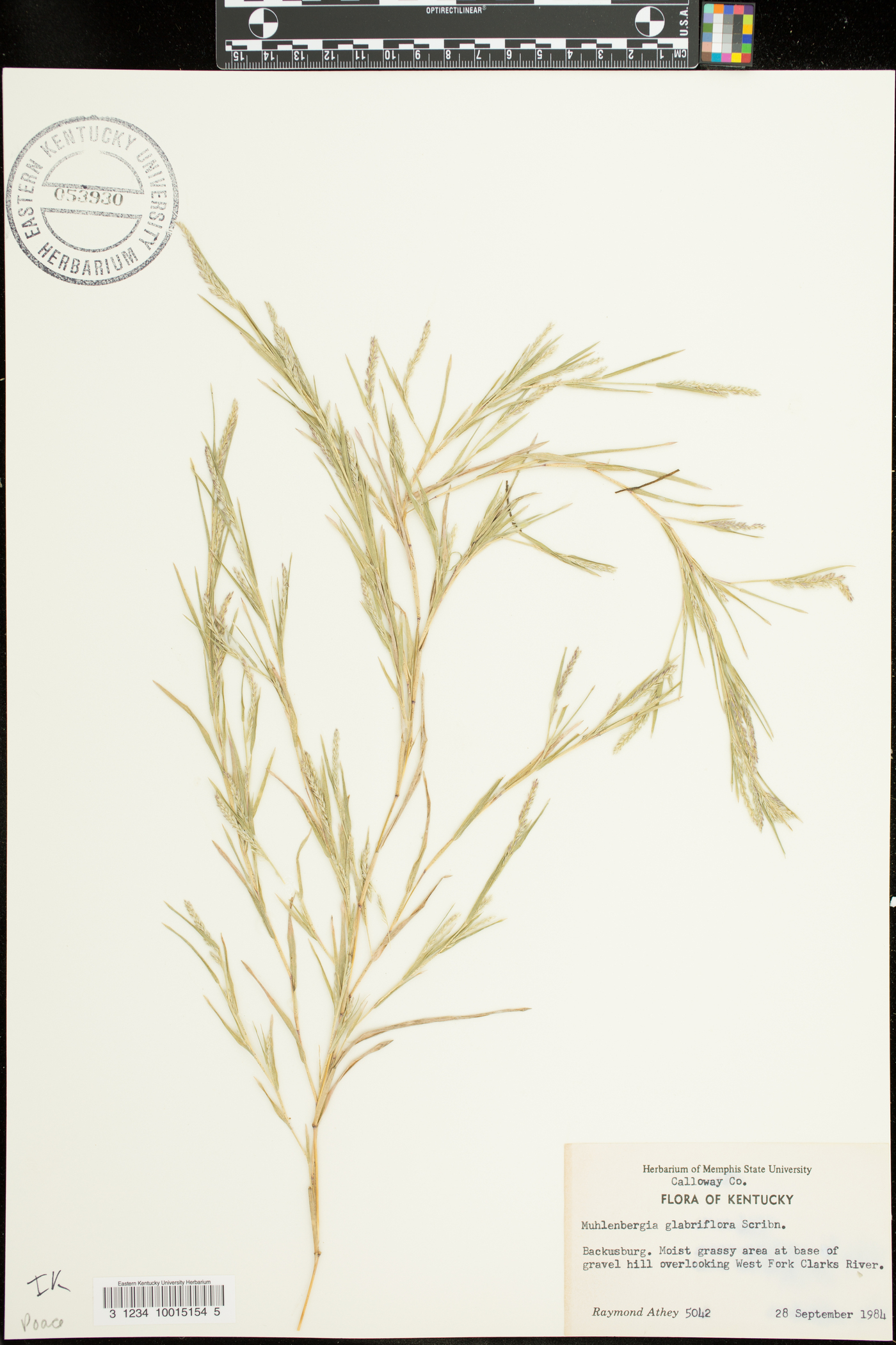 Muhlenbergia glabriflora image
