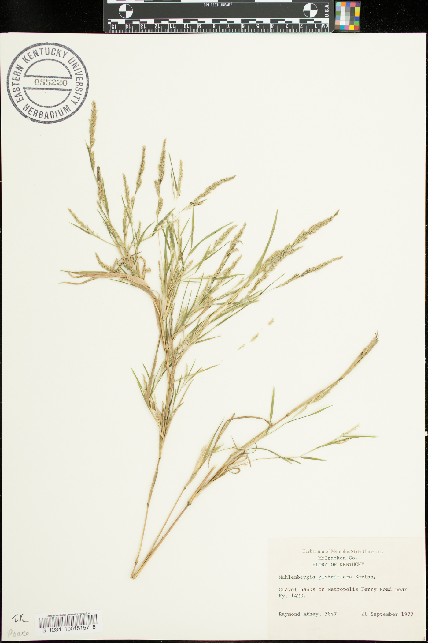 Muhlenbergia glabriflora image