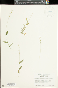 Oplismenus setarius image