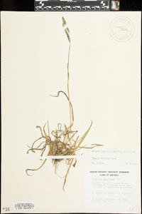 Paspalum dilatatum image