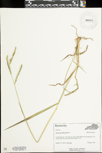 Paspalum dilatatum image