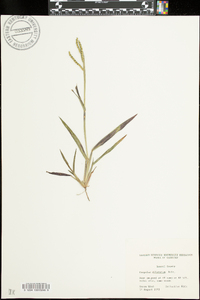 Paspalum dilatatum image