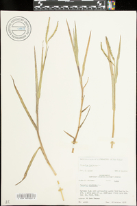 Paspalum distichum image