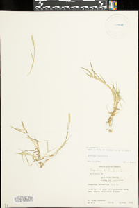 Paspalum distichum image