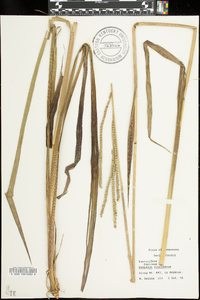 Paspalum floridanum image