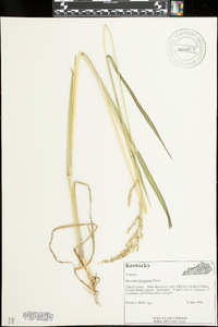 Paspalum floridanum image