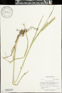 Paspalum floridanum image