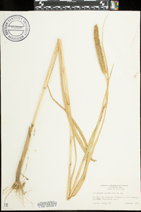 Pennisetum glaucum image