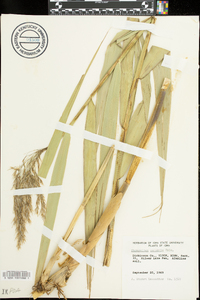 Phragmites australis image