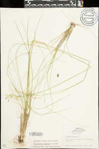 Stipa avenacea image