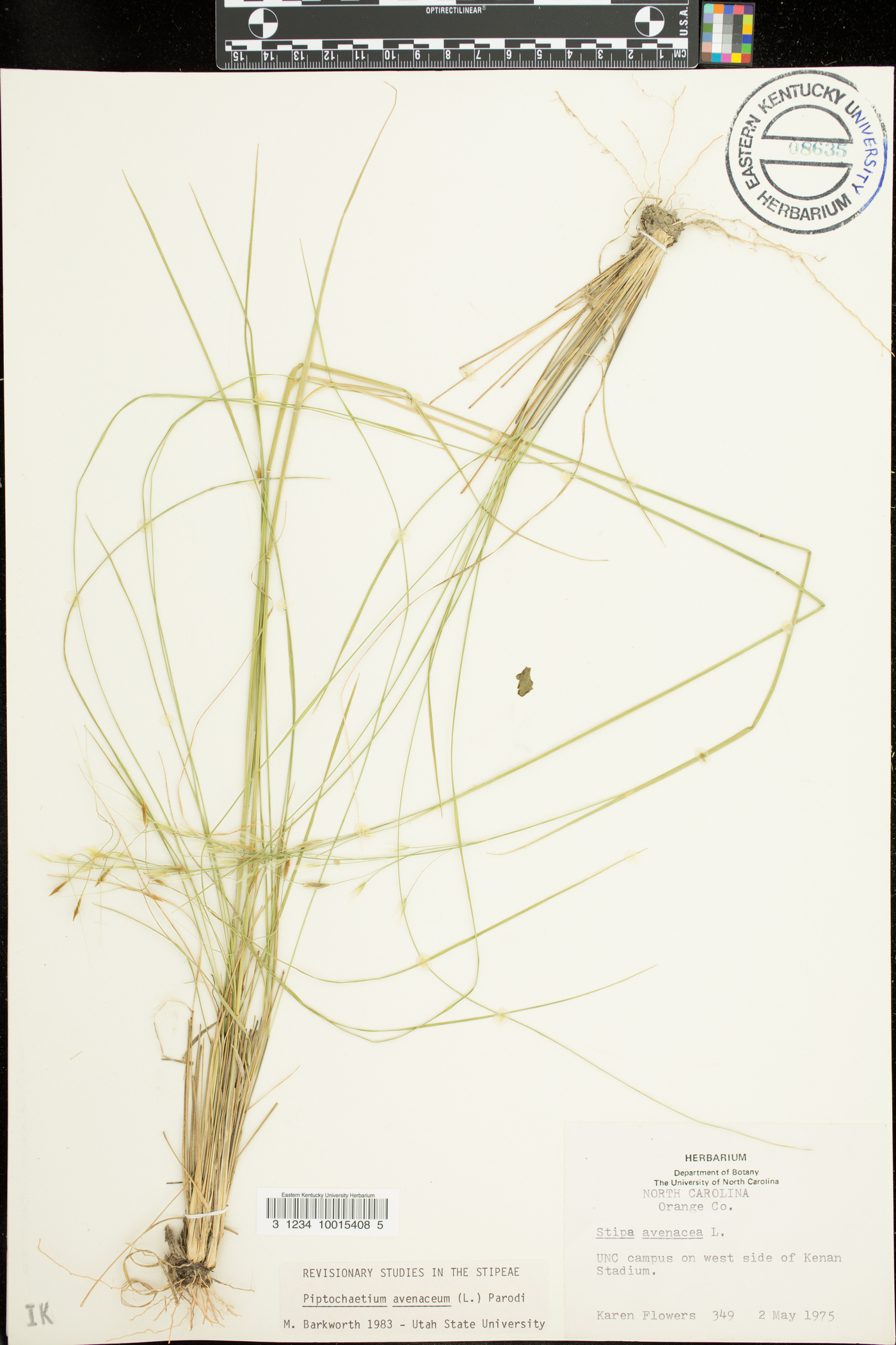 Stipa avenacea image