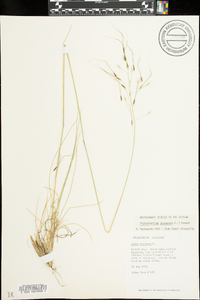 Stipa avenacea image