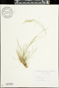 Poa autumnalis image