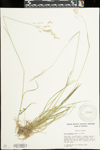 Poa autumnalis image