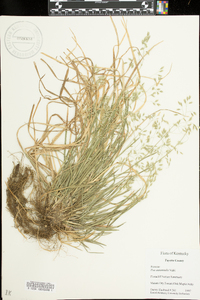 Poa autumnalis image